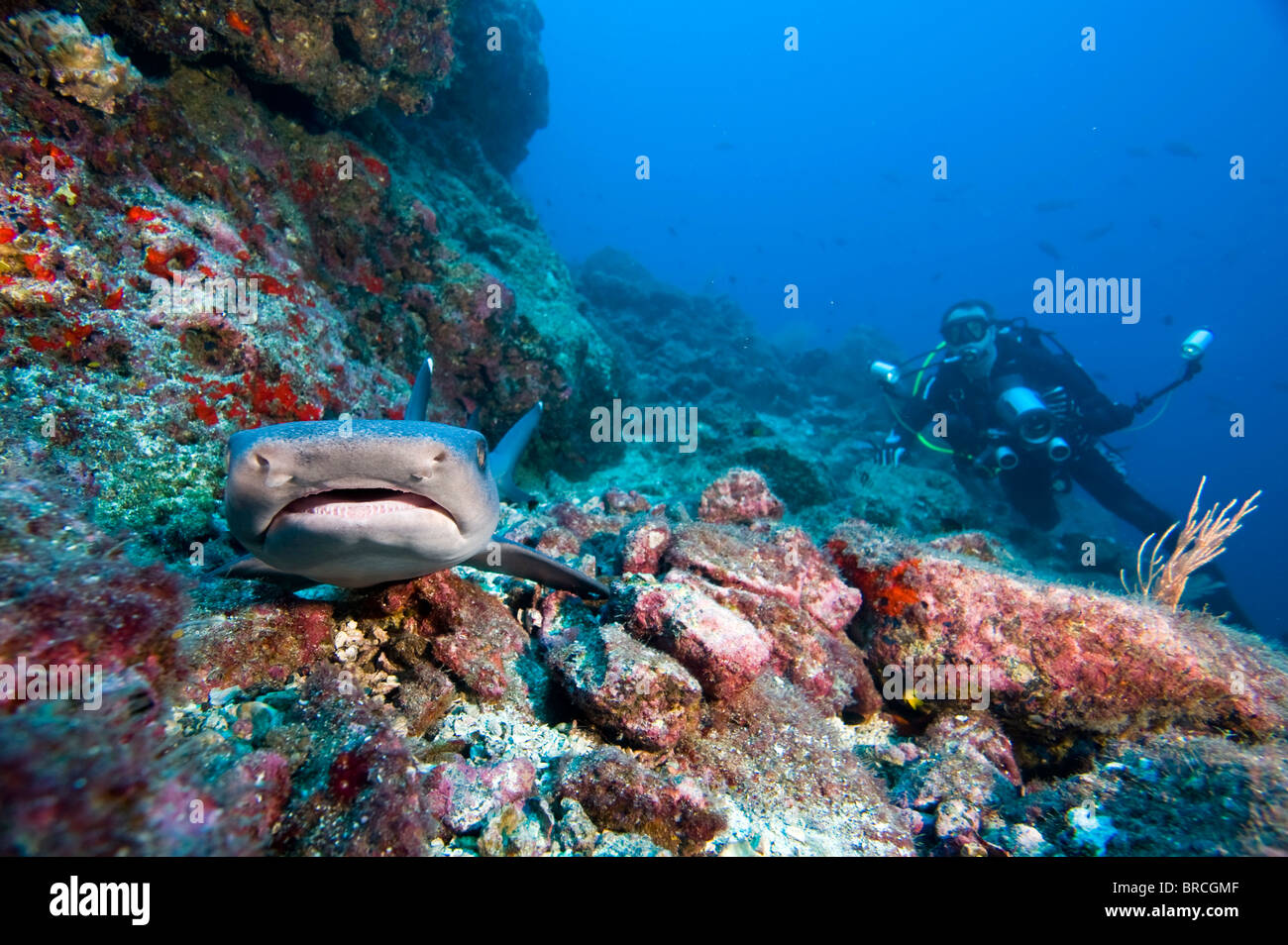 Weißspitzen-Riffhaie, Triaenodon Obesus, Kokosinseln, Pazifik Stockfoto