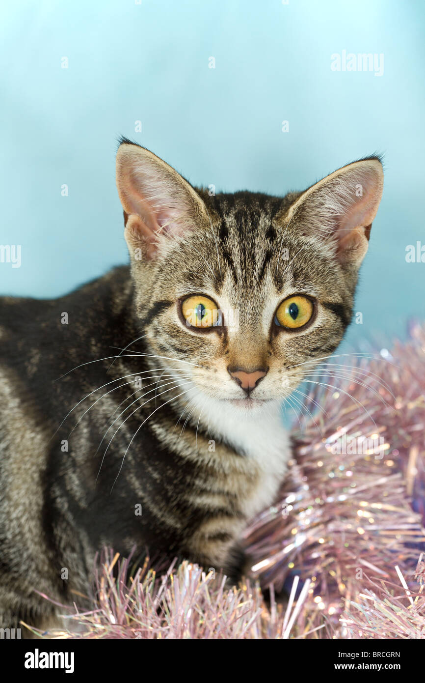 England, UK. Süße kleine Mackerel Tabby Kitten (Felis catus) spielen mit rosa Weihnachten Lametta Stockfoto