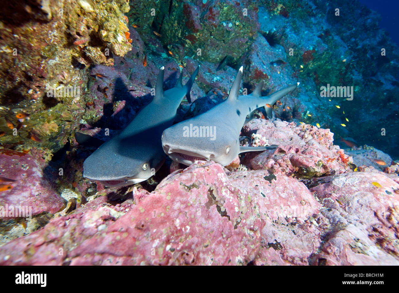Weißspitzen-Riff-Haie, Triaenodon Obesus,, Kokosinseln, Pazifik Stockfoto