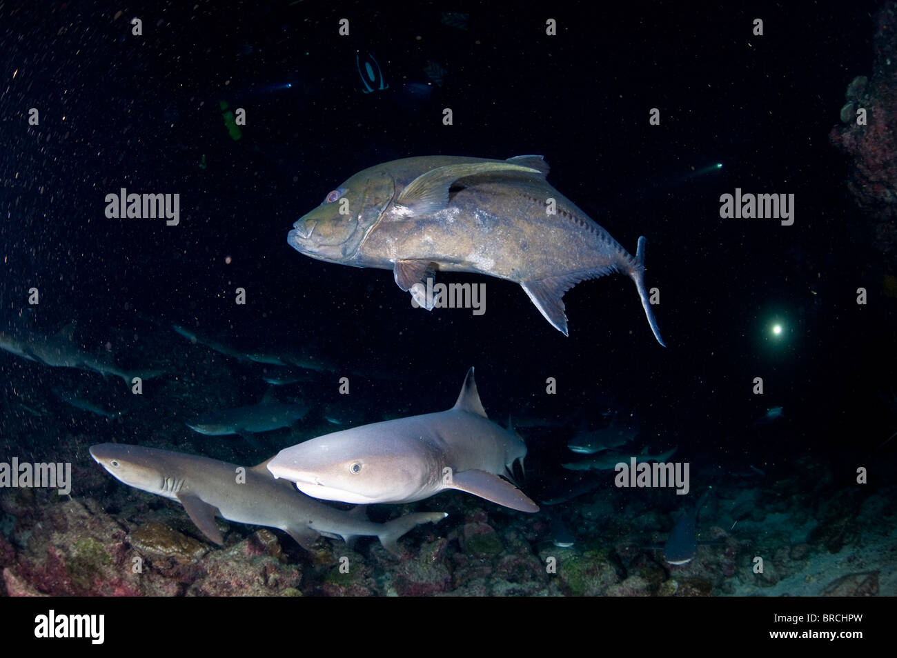Giant Trevally und Weißspitzen Riff Hai Jagd in der Nacht, Meinhard, Cocos Island, Costa Rica, Pazifik Stockfoto