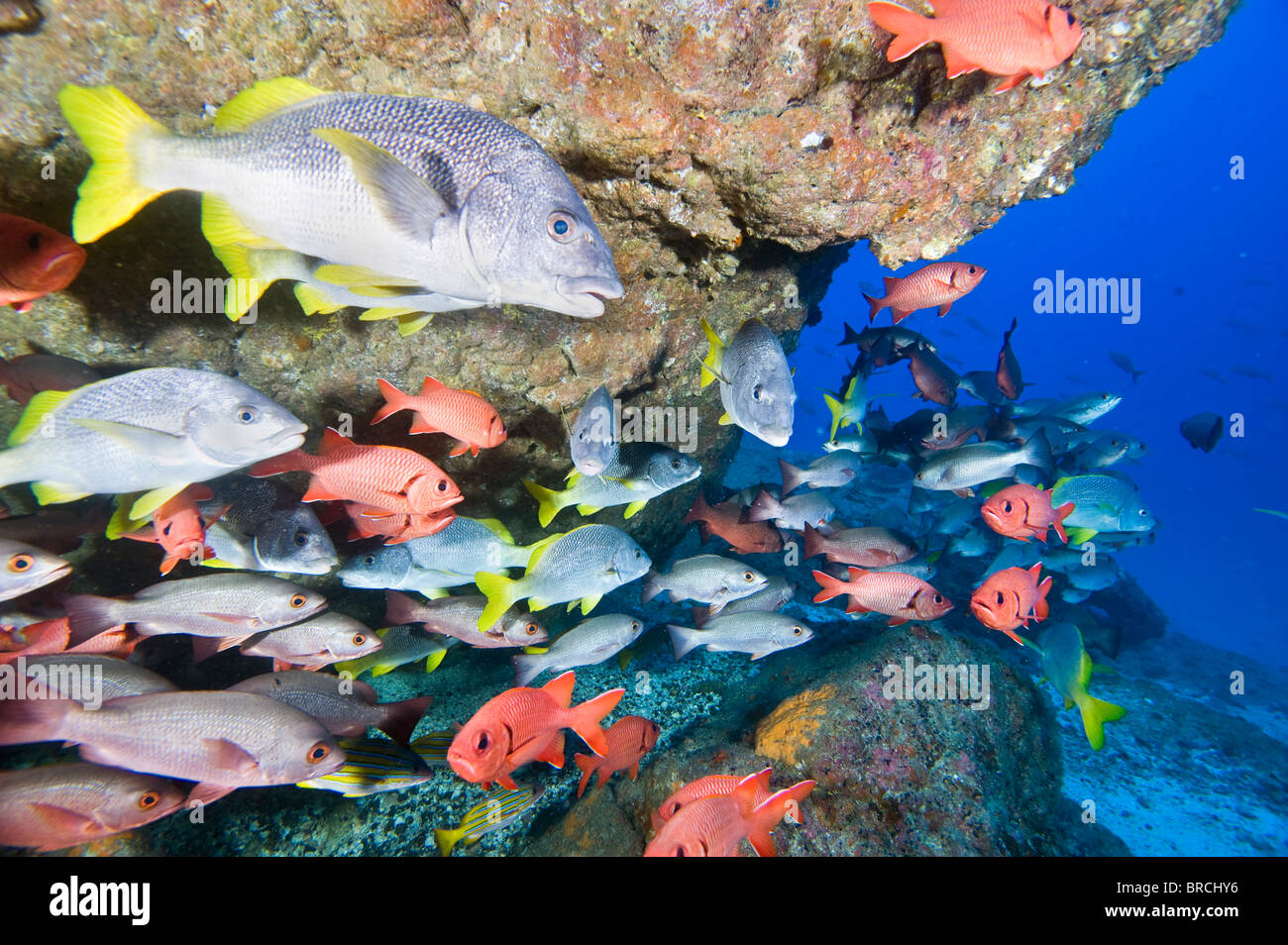 Schule der Schnapper, Cocos Island, Ost-Pazifik Stockfoto