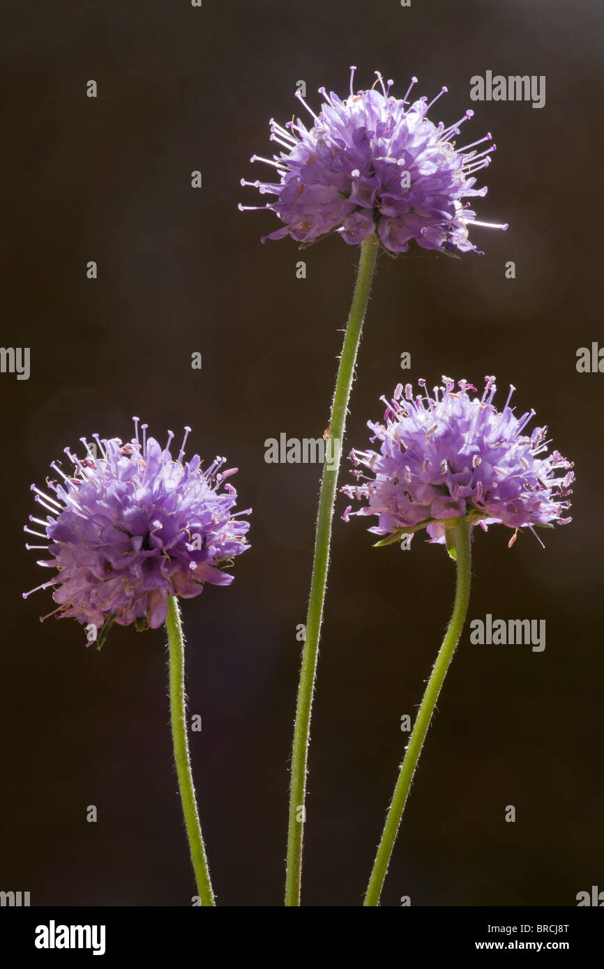 Devil's Bit oder Devil's Bit Witwenblume, Succisa Pratensis in Blume, Dorset. Stockfoto