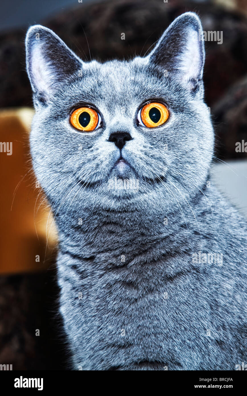 Porträt des grauen britische Katze hautnah Stockfoto