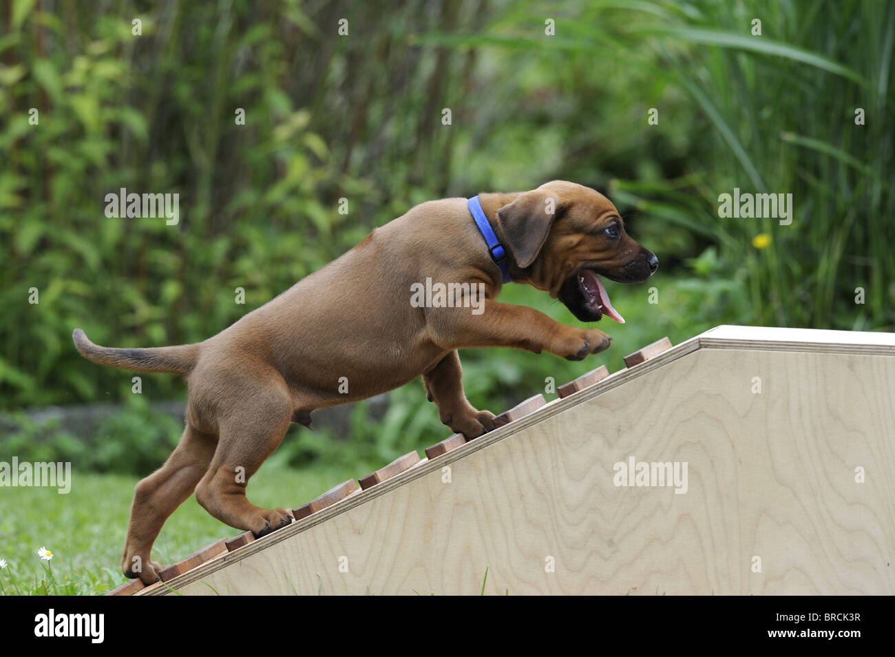 Rhodesian Ridgeback (Canis Lupus Familiaris). Welpen zu Fuß hinauf eine Hühnerleiter, eine kleine Plattform zu erreichen. Stockfoto