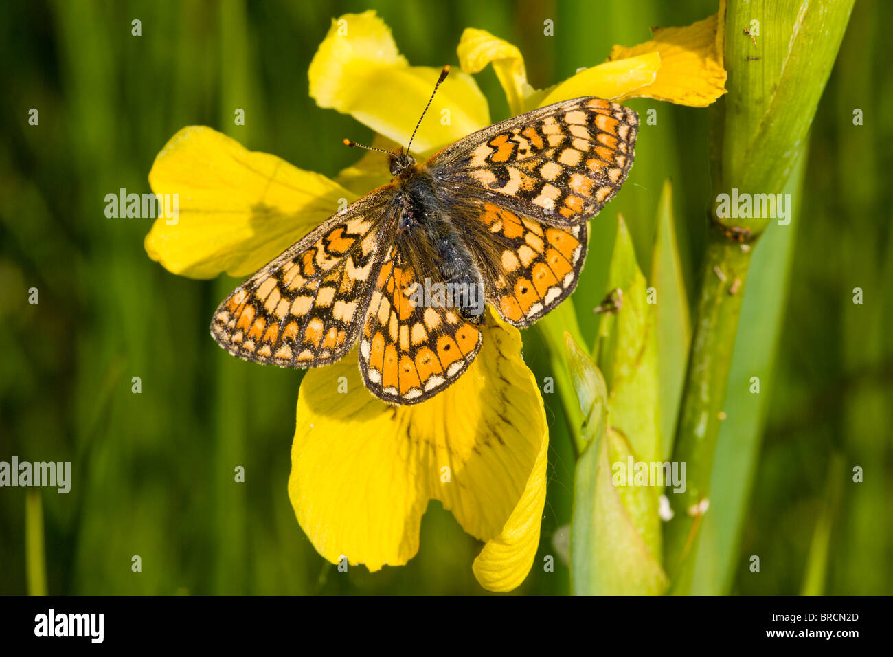 Marsh Fritillary, Etikett Aurinia, ruht auf gelbe Iris, Iris pseudacorus Stockfoto