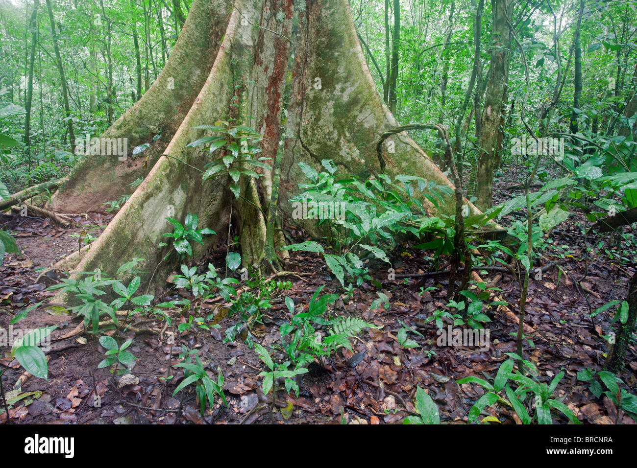 Chalalan Regenwald: Baum Hühneraugen und tropischer Regenwald Stockfoto