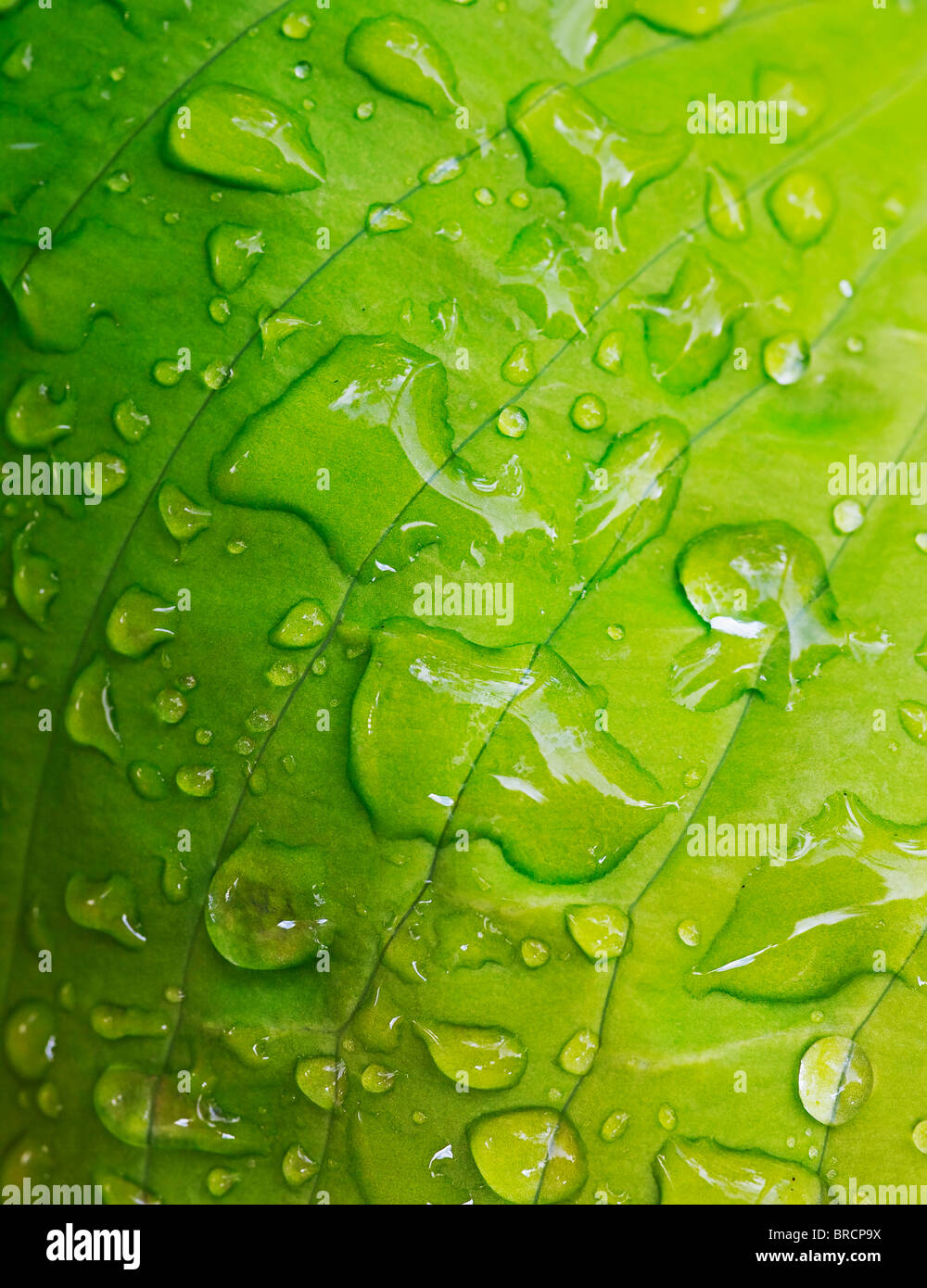 grünes Blatt mit Regentropfen bedeckt Stockfoto