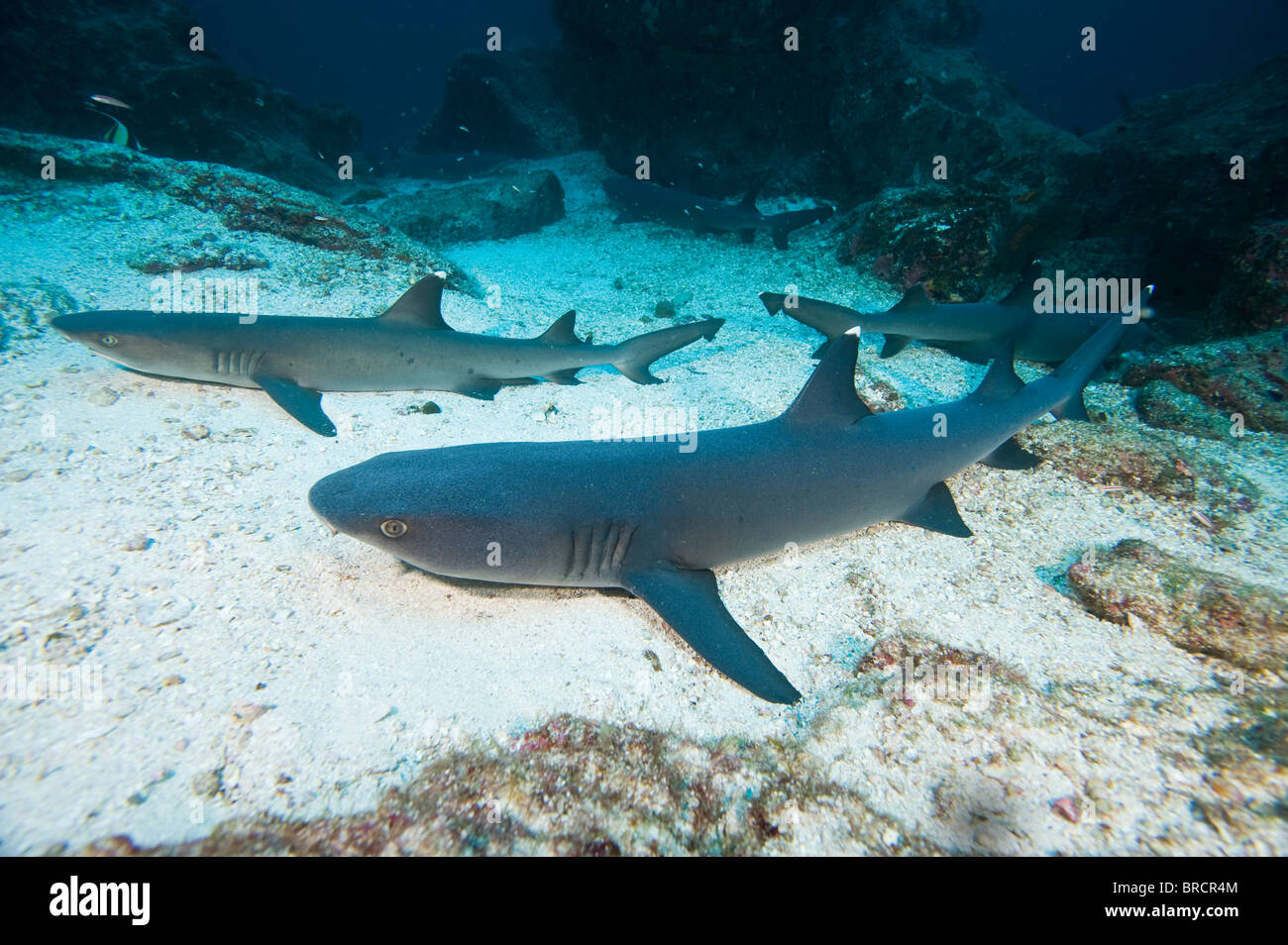 Weißspitzen-Riff-Haie, Triaenodon Obesus, Kokosinseln, Pazifik Stockfoto