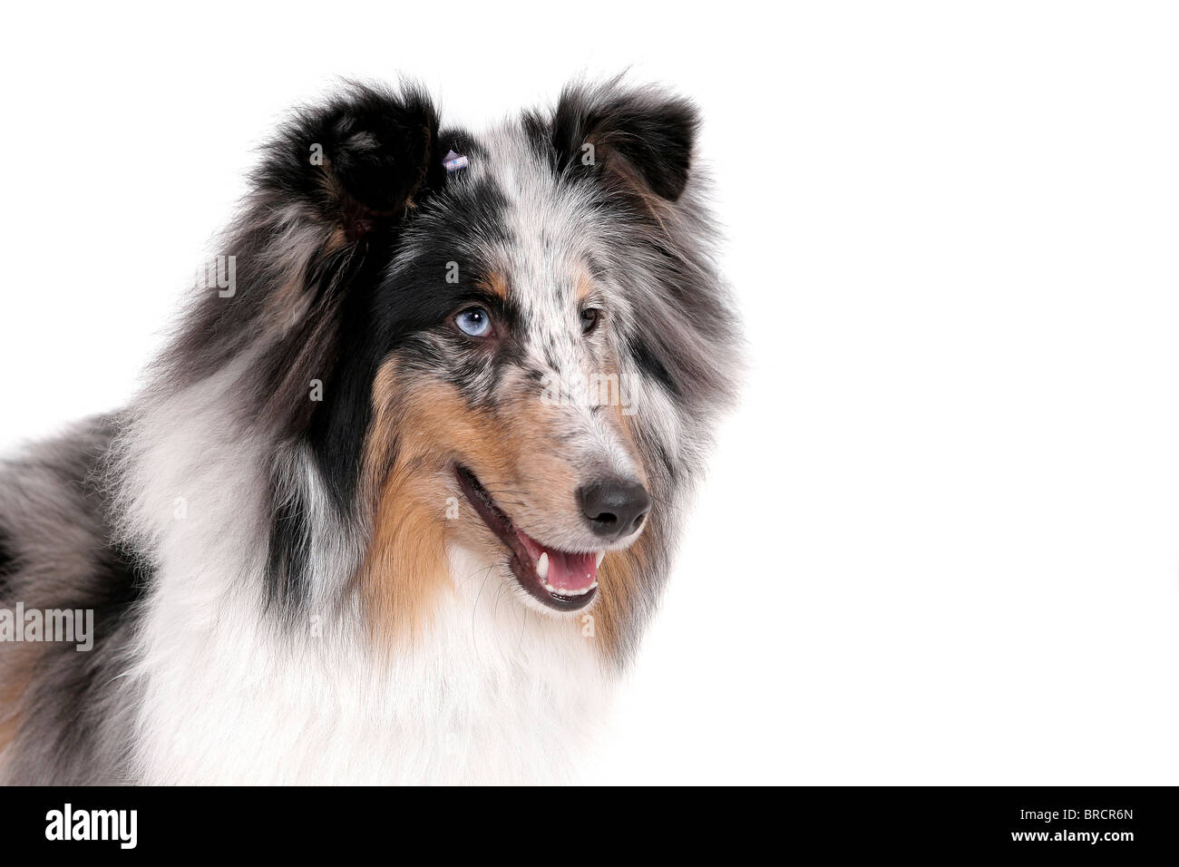 ein hübsches Sheltie Hund Kopfschuss Portrait über weiß Stockfoto
