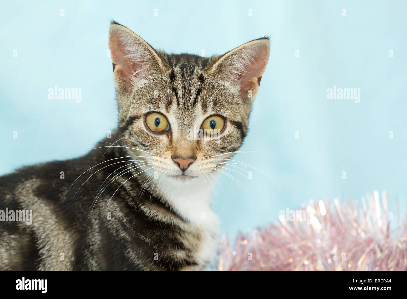 England, UK. Süße kleine Mackerel Tabby Kitten (Felis catus) spielen mit rosa Weihnachten Lametta Stockfoto