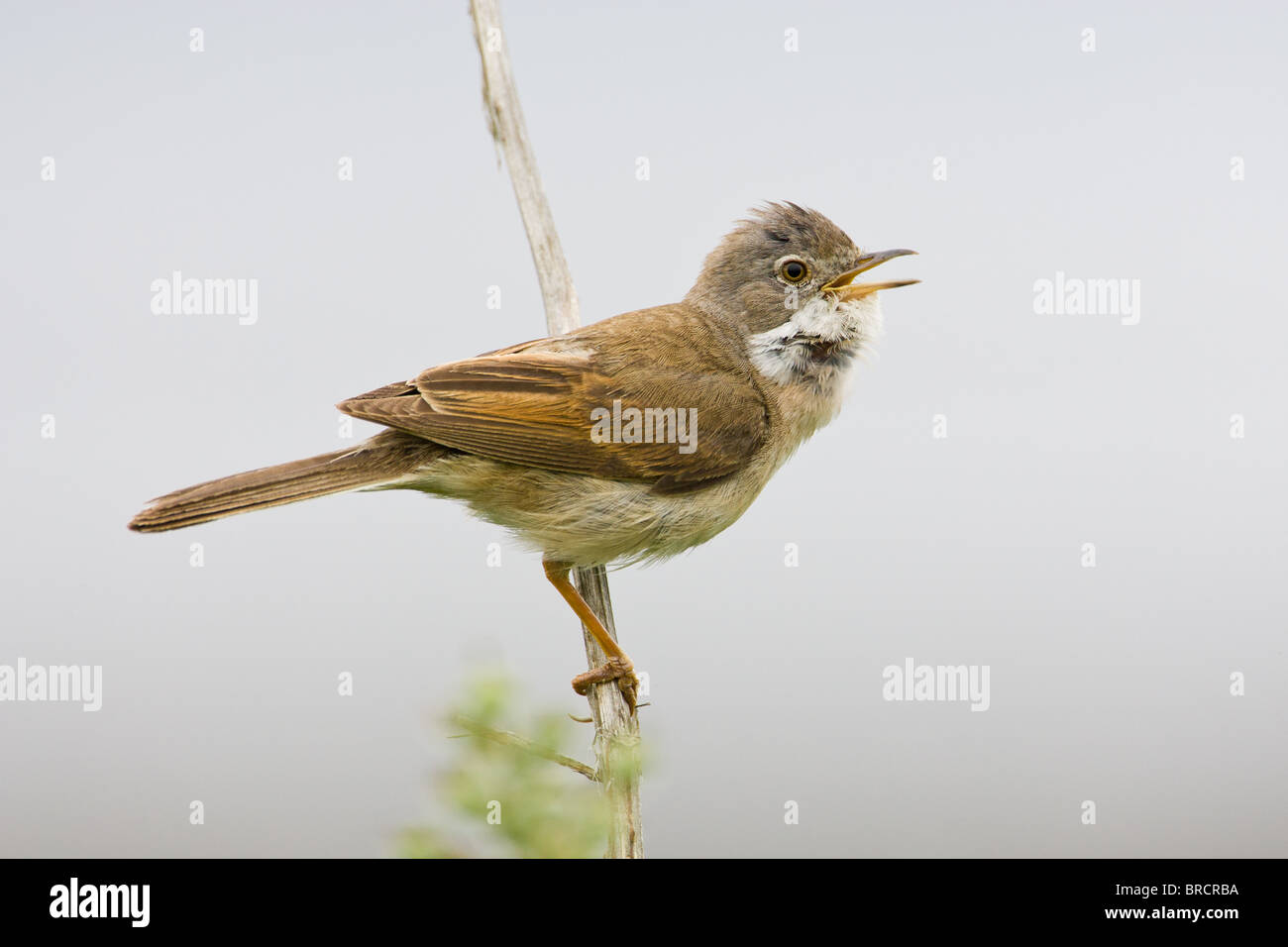 Gemeinsamen Whitethroat Sylvia communis Stockfoto