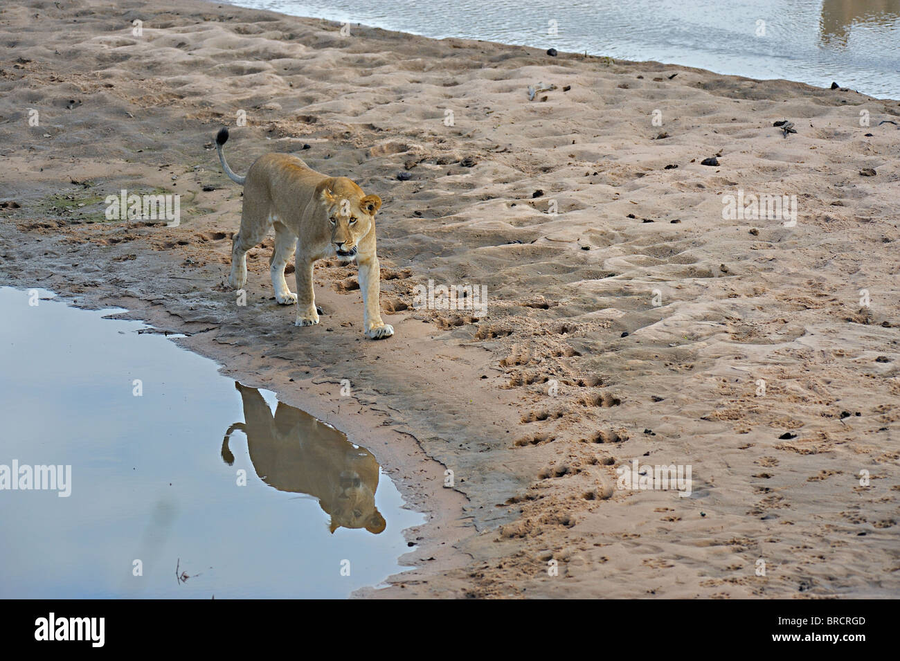 Löwin im Talek River in Masai Mara, Kenia, Afrika Stockfoto