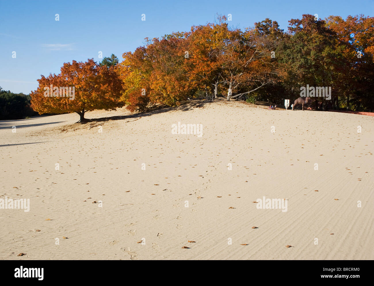 Die Wüste von Maine in Freeport ist ein einzigartiges Naturwunder, wo sanfte Sanddünen auf Kiefernwälder treffen und eine surreale Landschaft in Neuengland schaffen. Stockfoto
