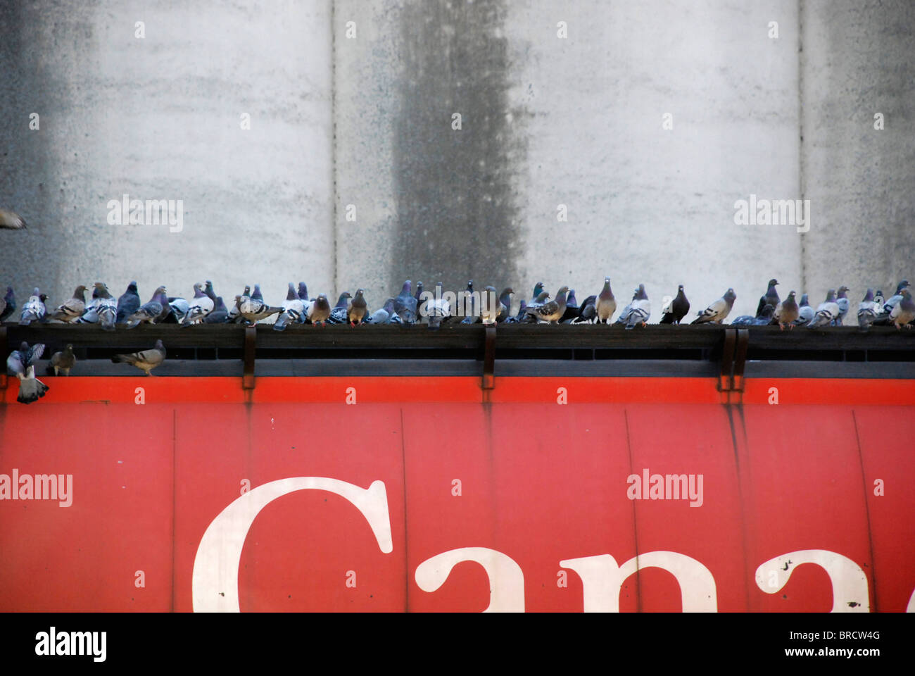 Tauben Essen verschüttetes Getreide aus Korn-Trichter Güterwagen bei Grain Elevator in North Vancouver BC British Columbia Kanada Stockfoto