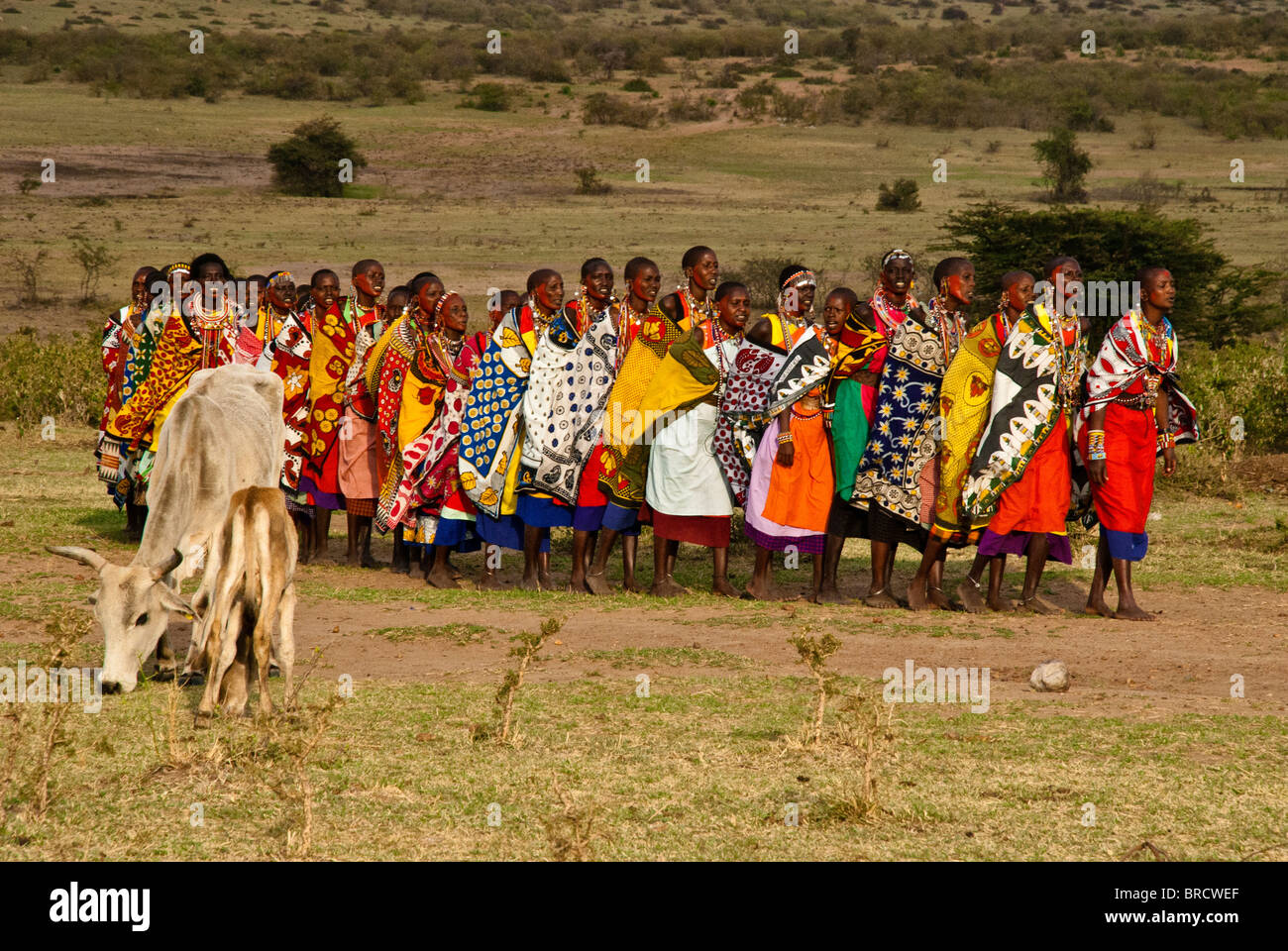 Masai Frauen dabei willkommen Tanz mit Vieh weidete in den Vordergrund, Masai Mara, Kenia, Afrika Stockfoto