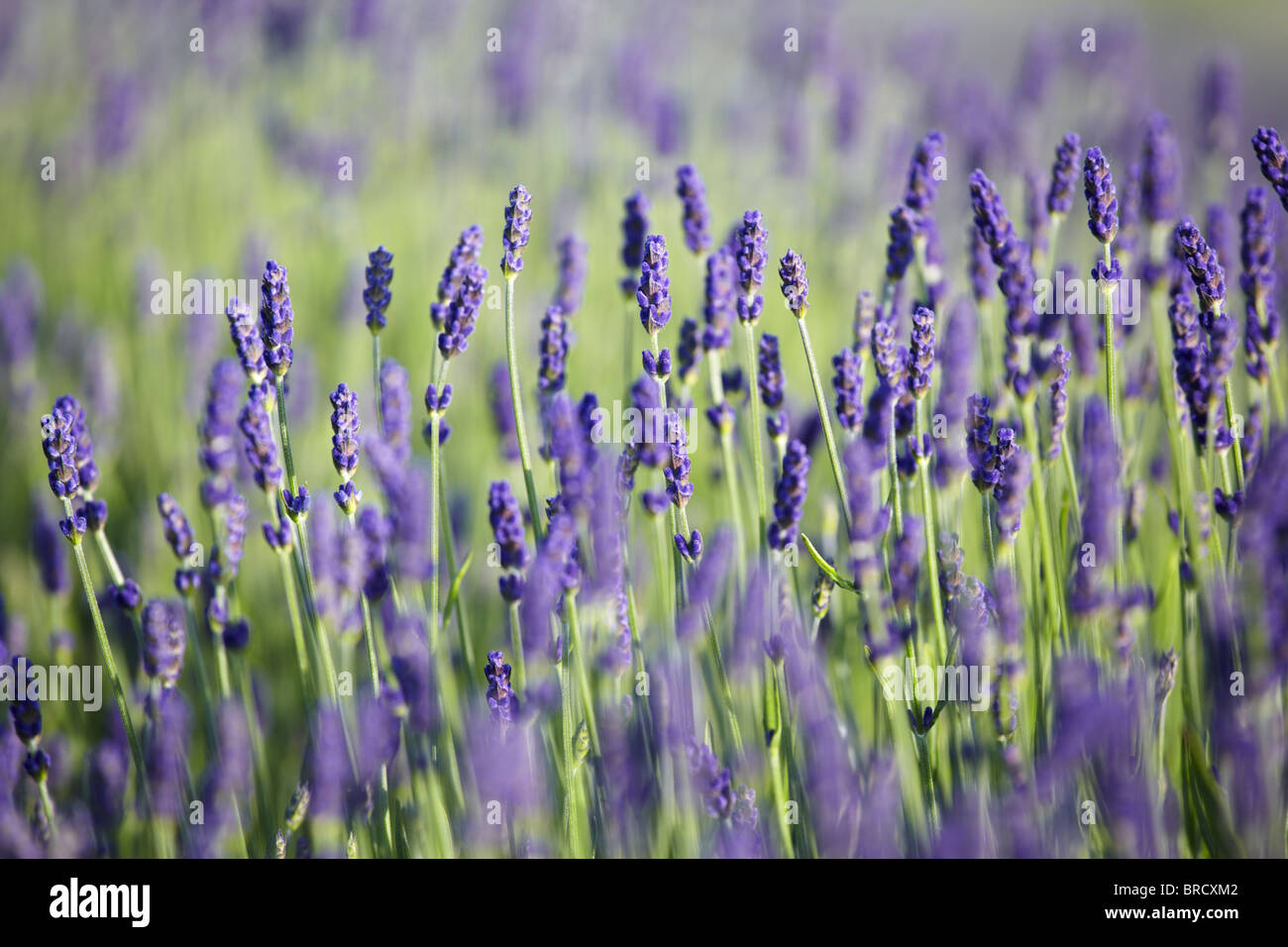 Lavendelfelder in der Blume, Cotswolds, England Stockfoto