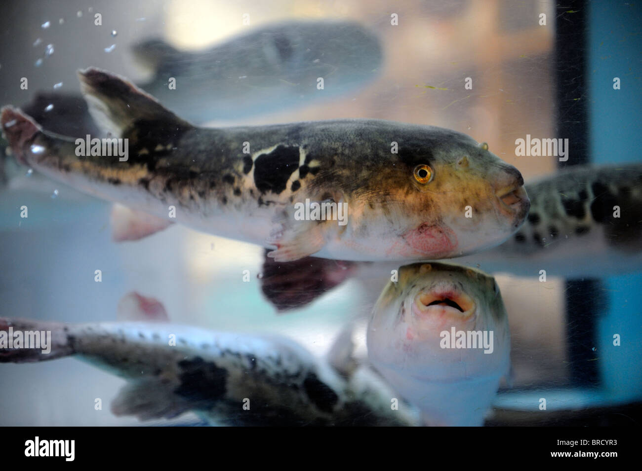 Fugus schwimmen in den Tank vor einem Restaurant Fugu in Osaka, Japan. 2010 Stockfoto