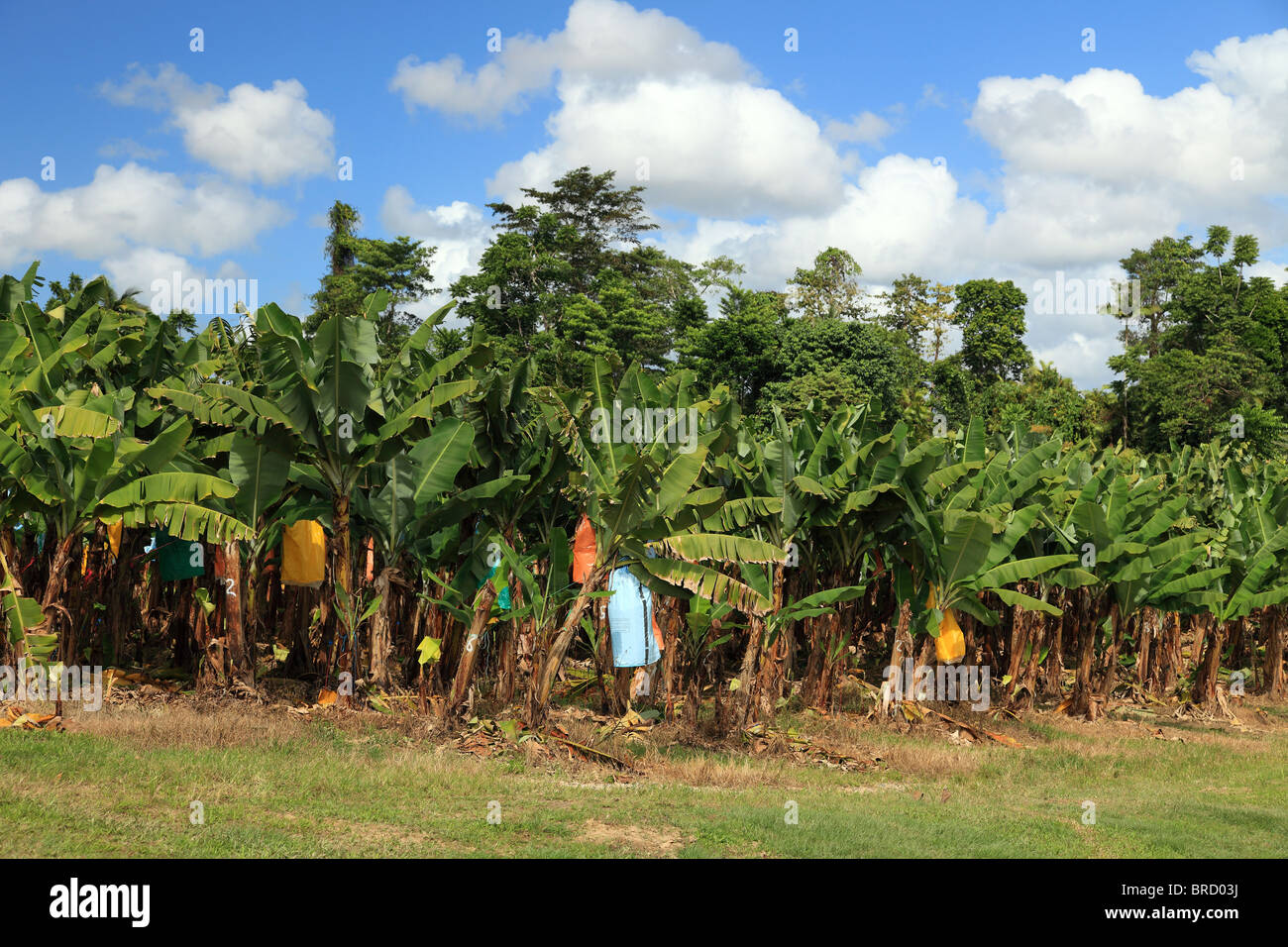 Bananenplantage in Ost-Australien (Queensland). Die farbigen Taschen werden verwendet, um die Früchte zu schützen. Stockfoto
