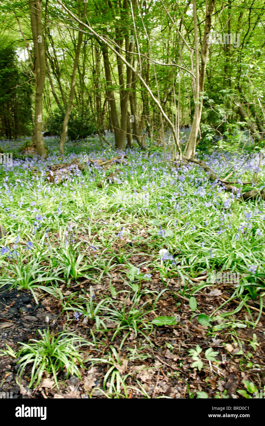 Bluebell Wald inmitten der im Frühling Stockfoto