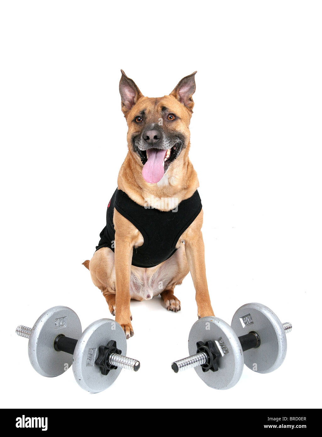 eine junge Training Hund mit Gewichten über weiß Stockfoto