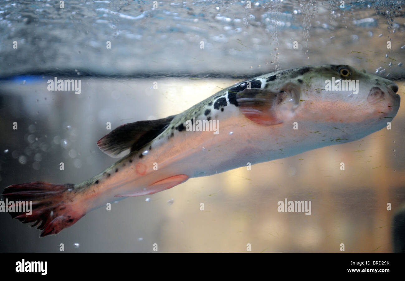 Fugu schwimmen in den Tank vor einem Restaurant Fugu in Osaka, Japan. 2010 Stockfoto