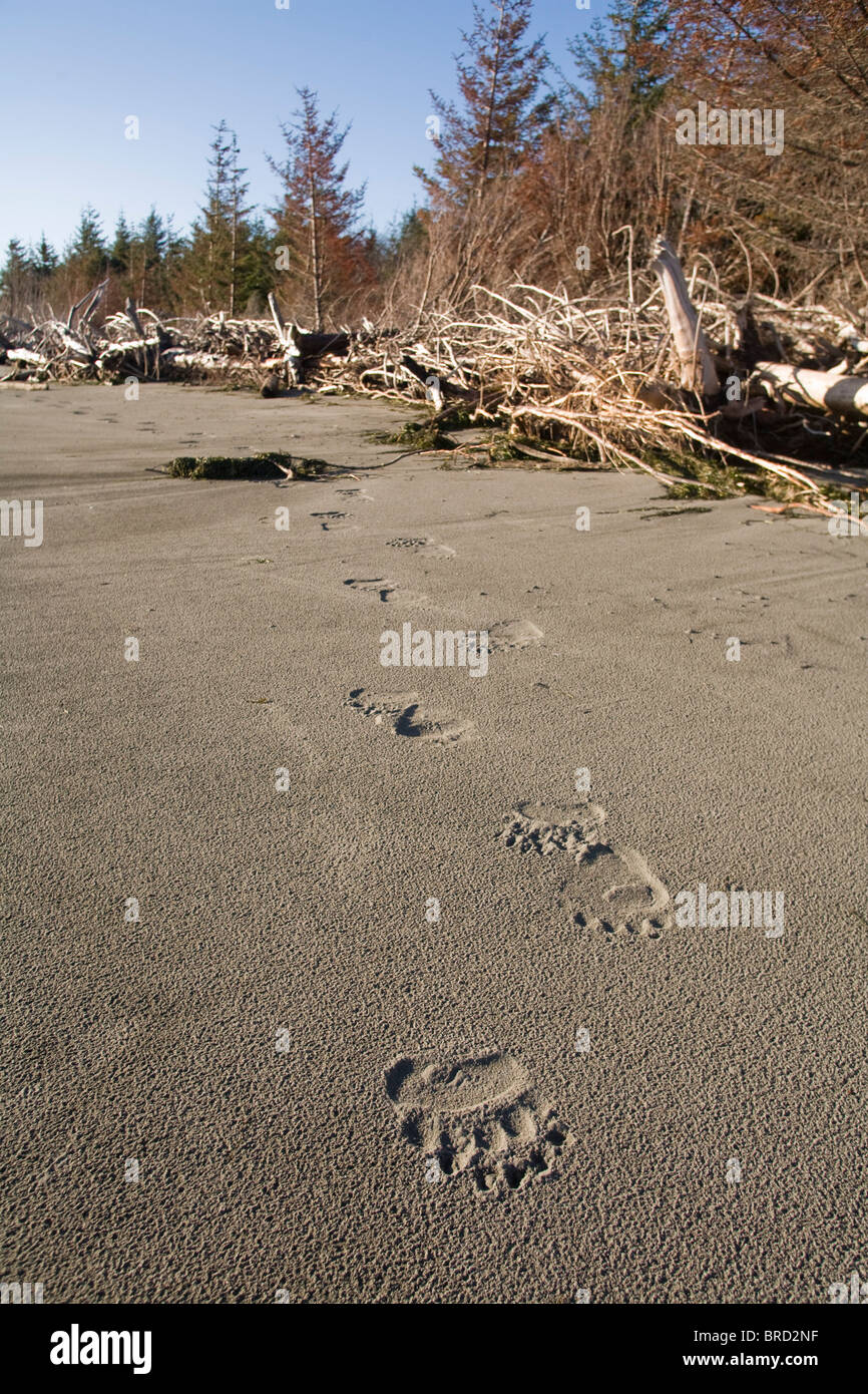 Brauner Bär Spuren am Strand, Hinchinbrook Island, Alaska Prinz Wiliam Sound, Chugach Mountains, Chugach National Forest, Stockfoto