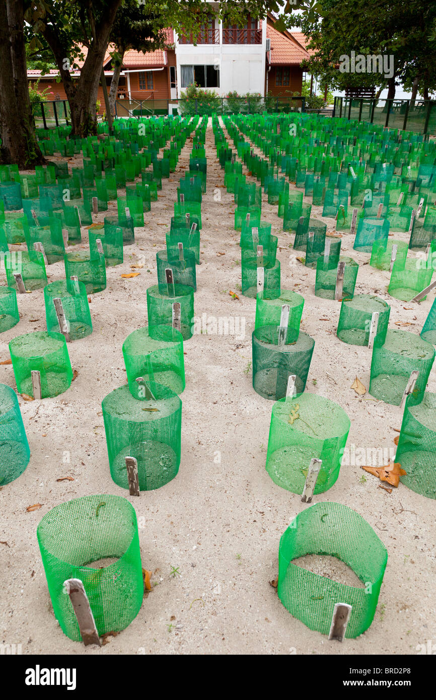 Schildkrötenaufzucht, Selingan Insel, Turtle Islands National Park, Sabah, Borneo Stockfoto