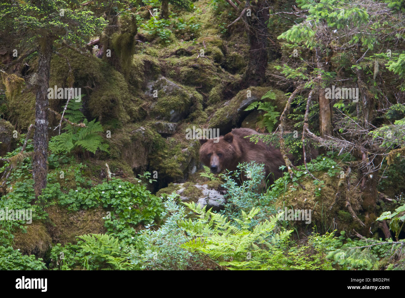 Brauner Bär stehend in einem üppig grünen Regenwald und teilweise versteckten Chugach National Forest, Prince William Sound, Alaska, Stockfoto