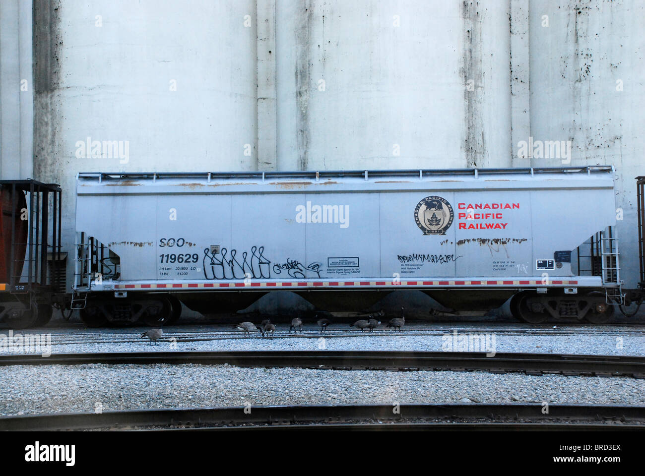 Canadian Pacific Korn Hopper Car entlädt bei Grain Elevator in North Vancouver BC British Columbia Kanada Stockfoto
