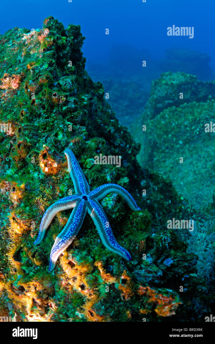 Nahaufnahme von Blauer Seestern auf Felsen (Phataria Unifascialis), Ecuador, Galapagos-Archipel, Espanola Insel Stockfoto