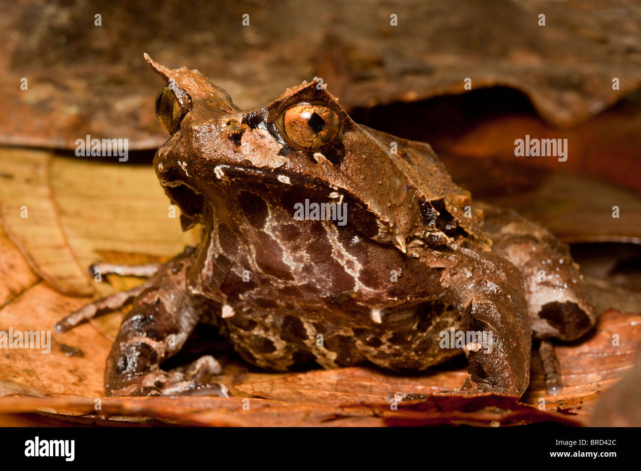 Montane gehörnten Frosch, Megophrys Kobayashii, Kinabalu National Park, Sabah, Borneo Stockfoto