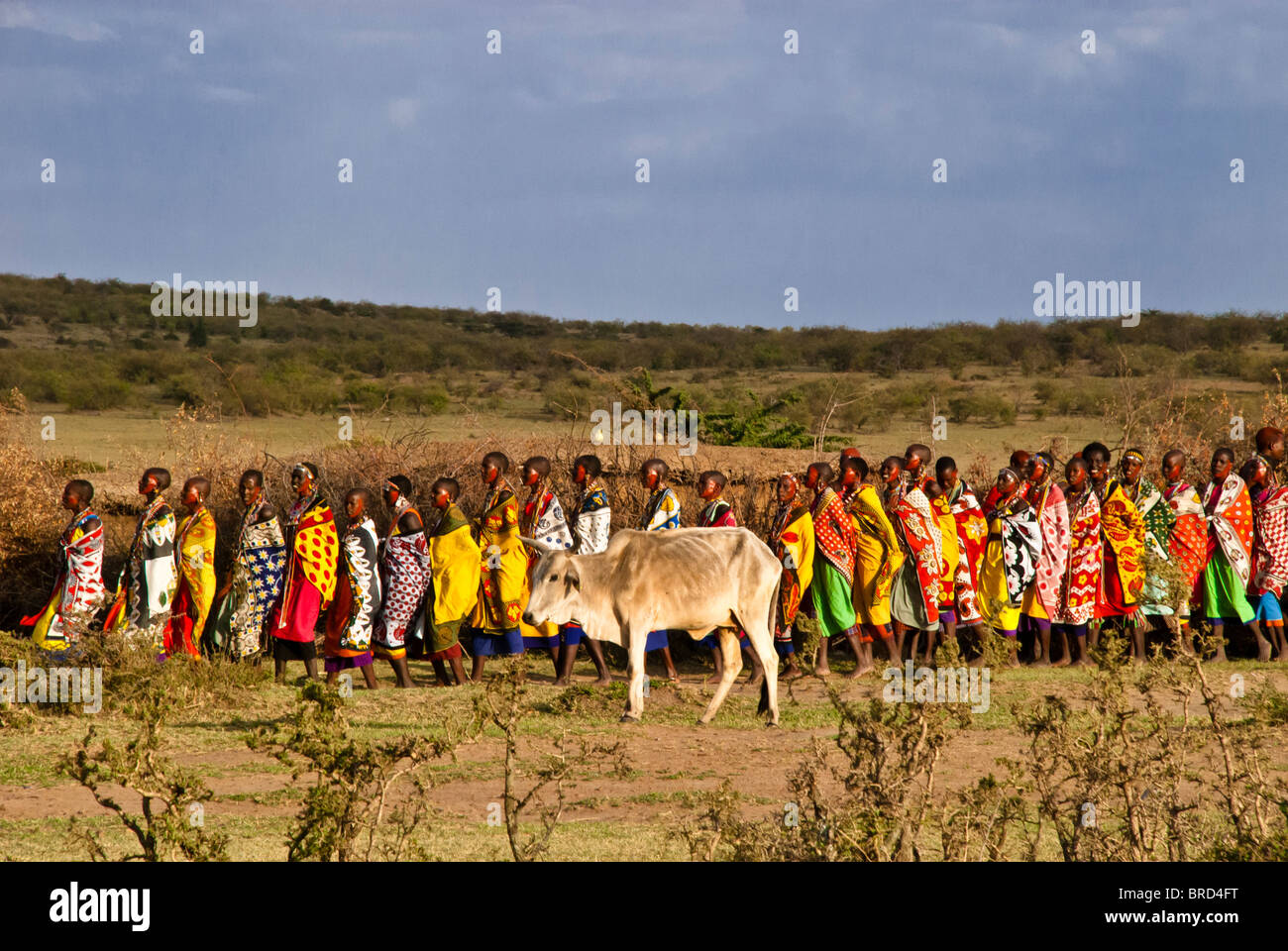 Masai Frauen dabei willkommen Tanz mit Vieh weidete in den Vordergrund, Masai Mara, Kenia, Afrika Stockfoto
