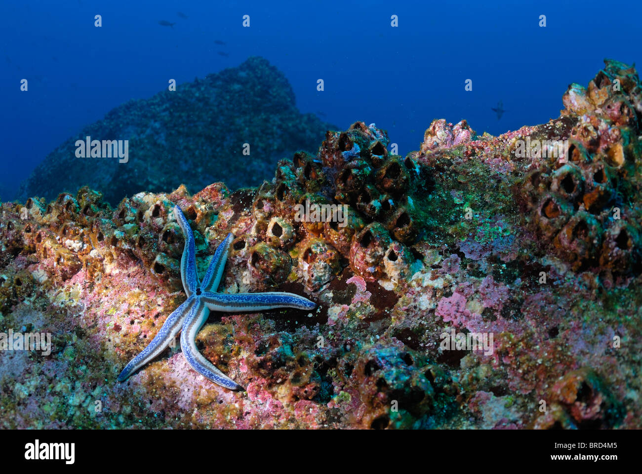 Unterwasser-Blick der blaue Seestern auf Felsen (Phataria Unifascialis), Ecuador, Galapagos-Archipel, Espanola Insel, Pazifik Stockfoto