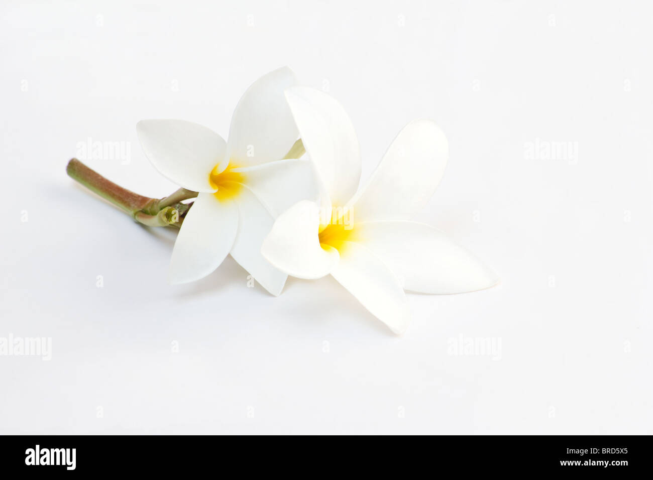 Jasminblüten close-up auf weißem Hintergrund Stockfoto