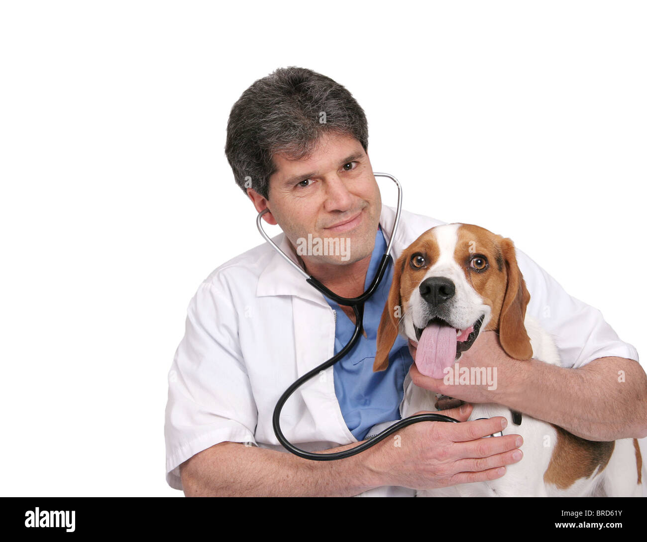 ein erwachsenen männlichen Tierarzt untersuchen ein Beagle und geben einen Checkup mit Stethoskop über weiß Stockfoto
