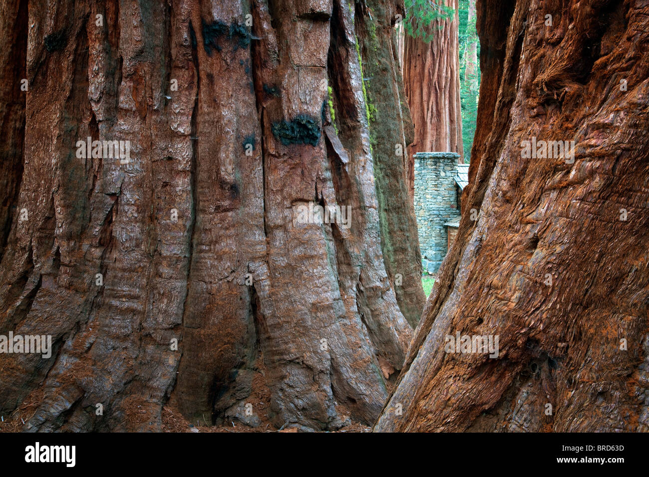 Mariposa Grove Museum Steinkamin mit gigantischen Sequoia Redwood-Bäume. Yosemite Nationalpark, Kalifornien Stockfoto