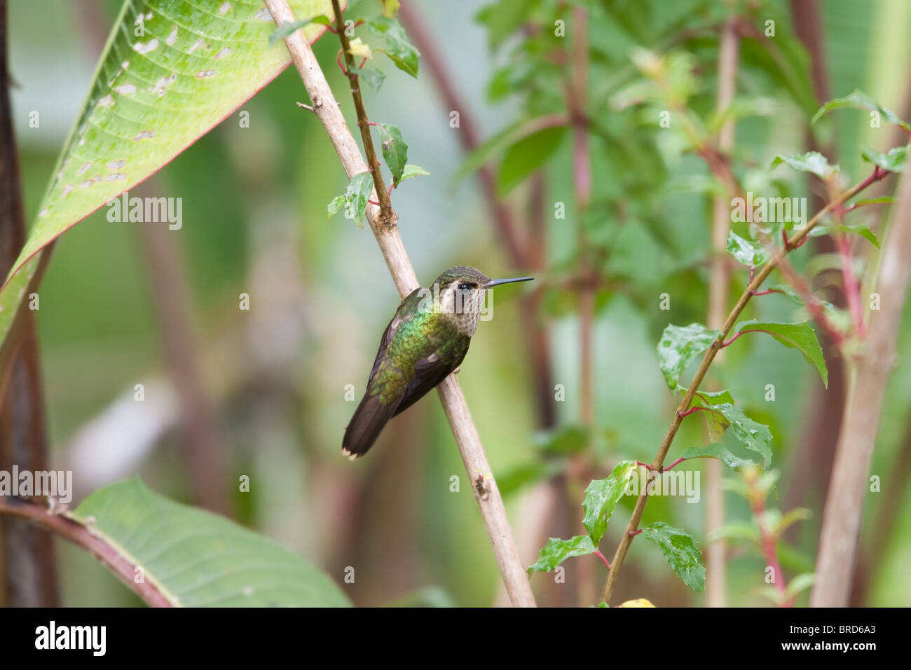 Gesprenkelter Kolibri (Adelomyia Melanogenys Maculata) Stockfoto