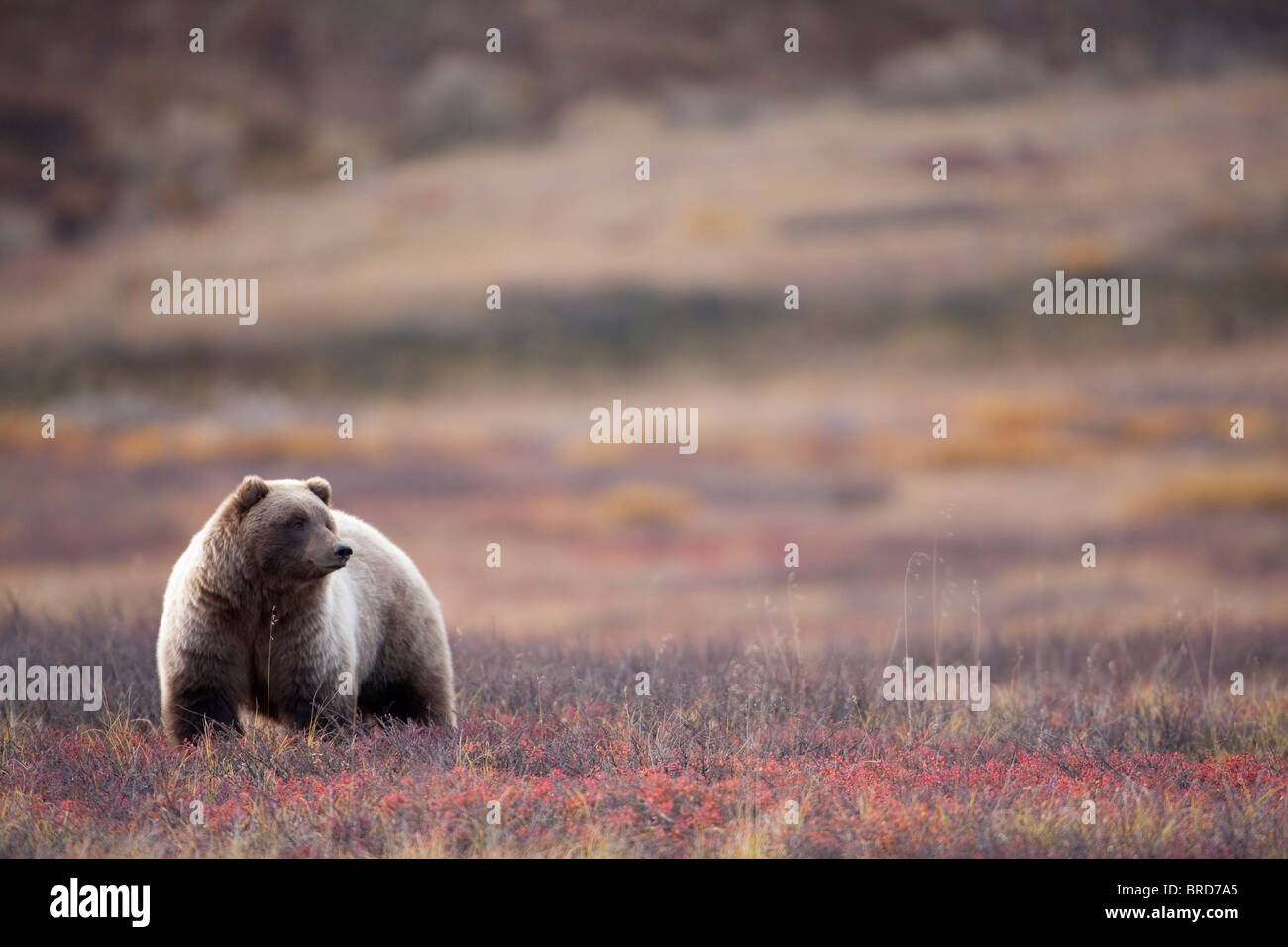 Blick auf ein Grizzlybär steht in der Herbst Tundra Denali Nationalpark, Alaska Interior