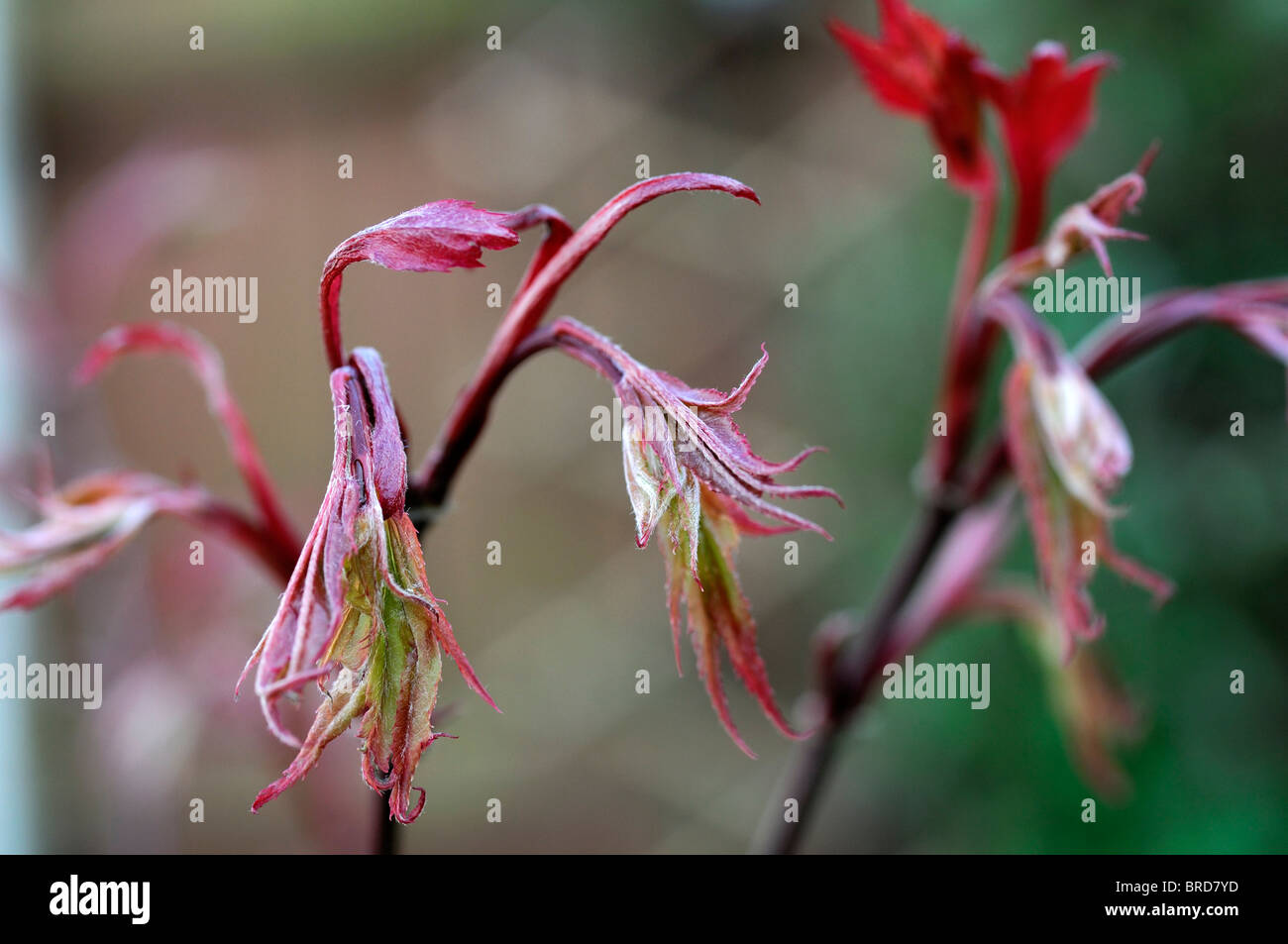 Acer Palmatum Blatt Knospe hell Scharlach rot Frühling Frühling japanischer Ahorn glatt japanischer Ahorn Laubbaum Stockfoto