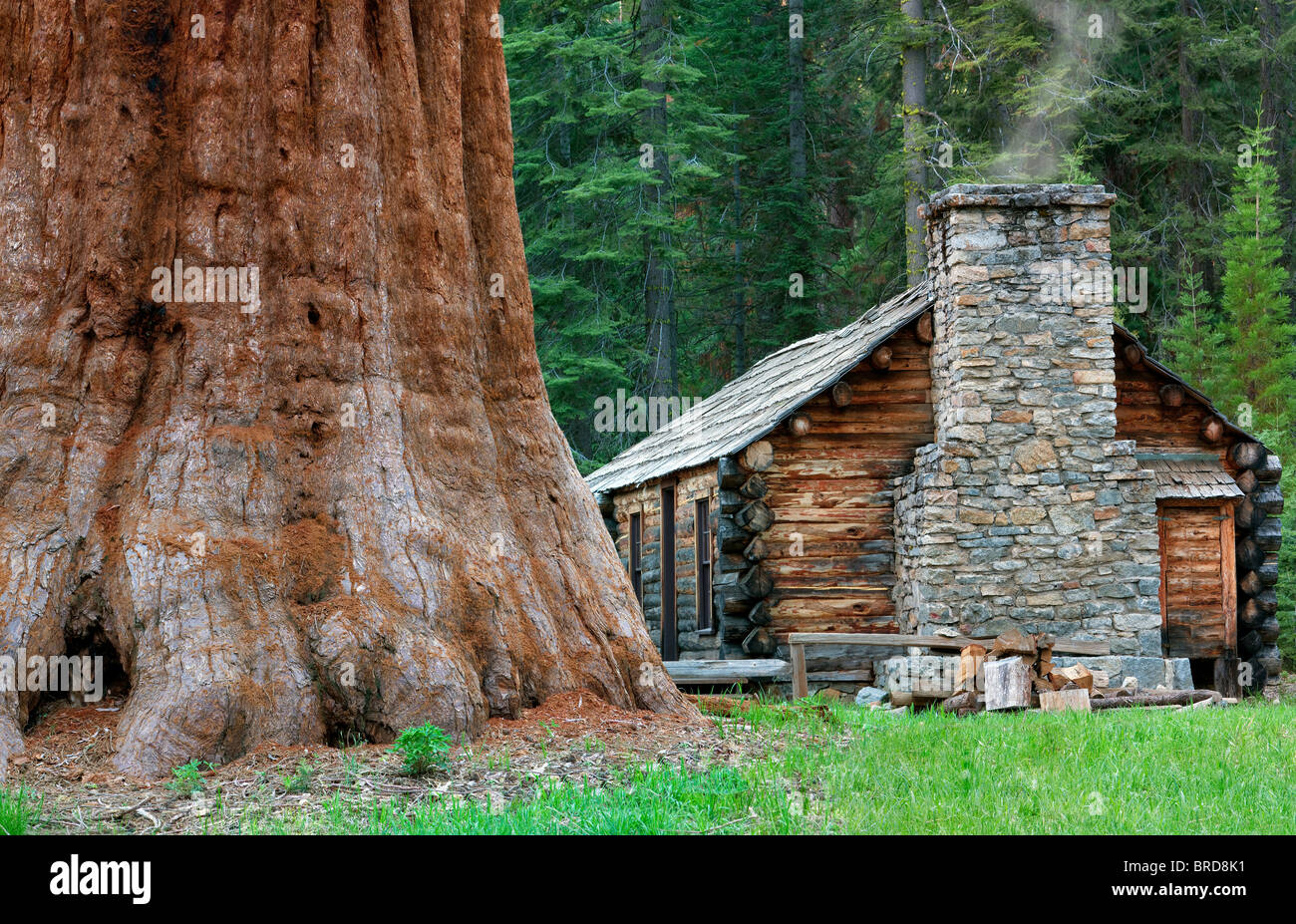 Mariposa Grove Museum mit riesigen Sequoia Redwood-Bäume. Yosemite Nationalpark, Kalifornien Stockfoto