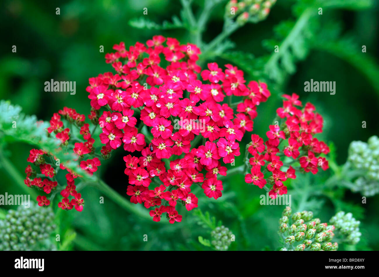 Achillea Millefolium Paprika rote Schafgarbe Blume Blüte Blüte krautige mehrjährige Sommerblüher Stockfoto