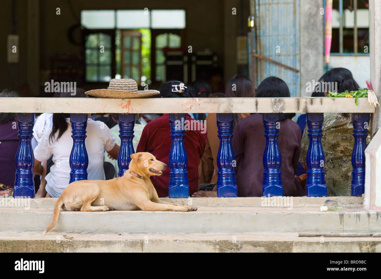 Hund draußen ein buddhistischer Tempel im ländlichen Thailand während die Menschen im Inneren sind sitzen, hören die Mönche. Stockfoto