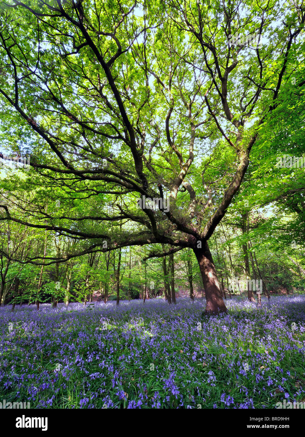 großer herausgegriffen Baum in einem Wald mit Bluebell Blumen Teppichboden zentrale Stockfoto