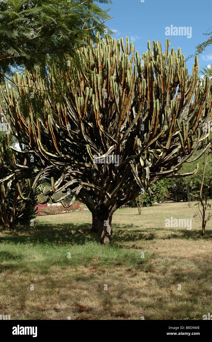 Afrikanischen Baum Stockfoto
