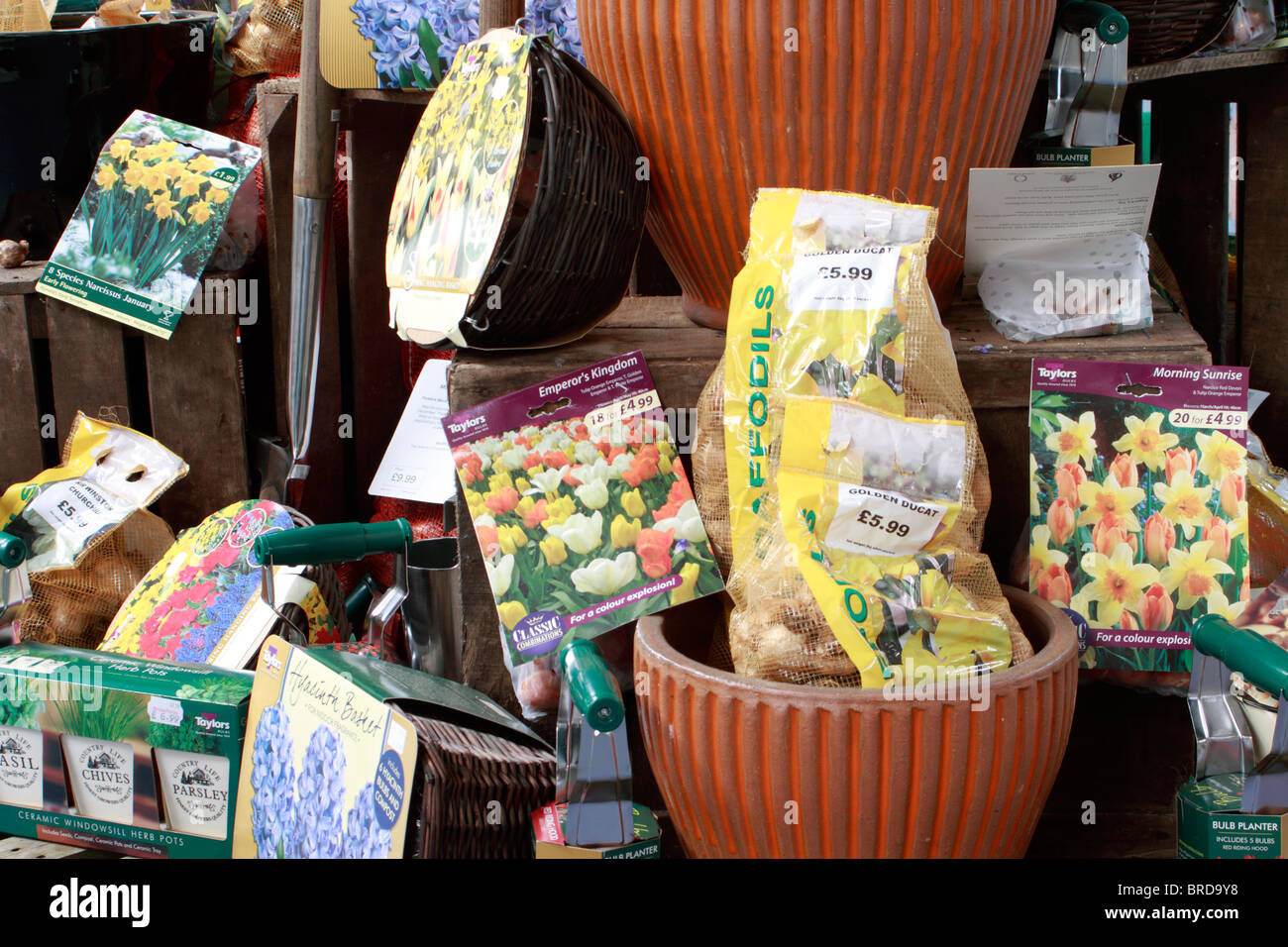 Auswahl von Narzisse und Narzissen Glühbirnen auf gemischte Farbe, frühe Blüte und große schalenförmige Carlton Stockfoto