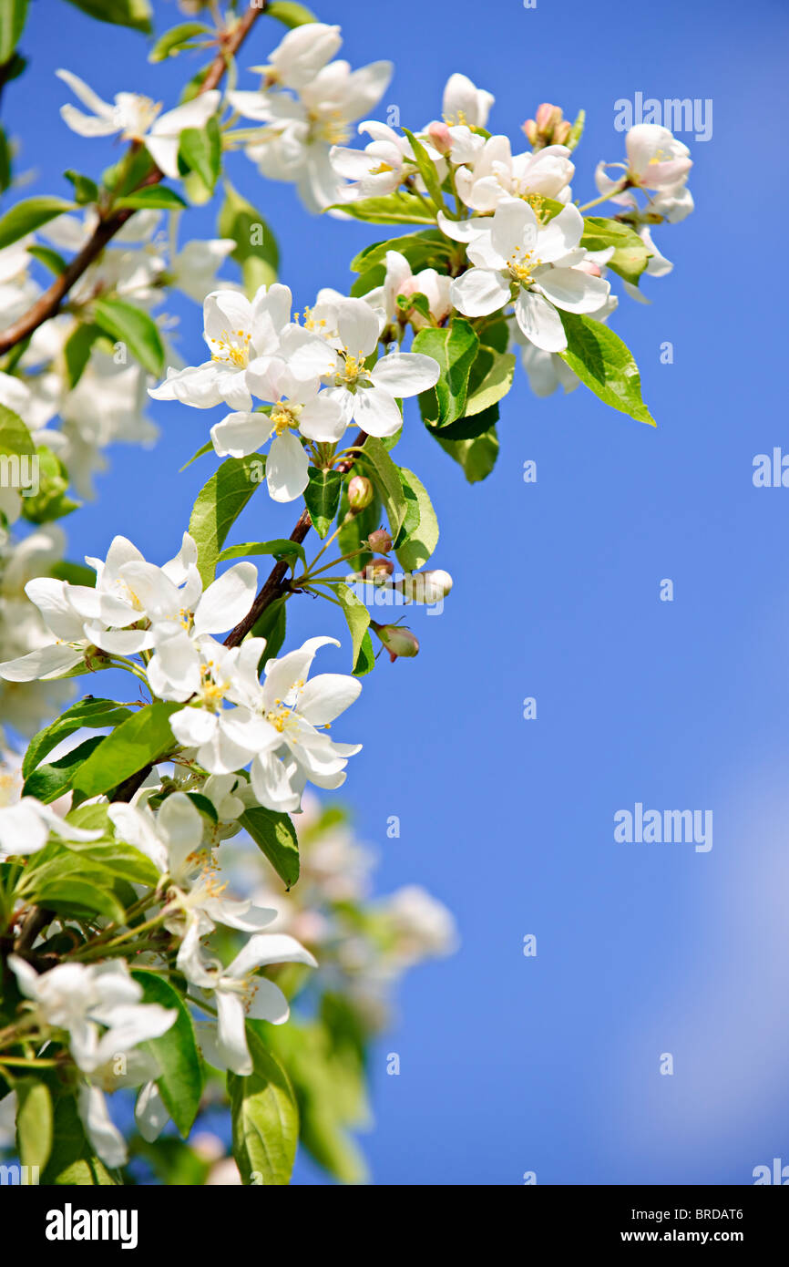 Blühenden Apfel Baum Zweige im Frühjahr Obstgarten Stockfoto