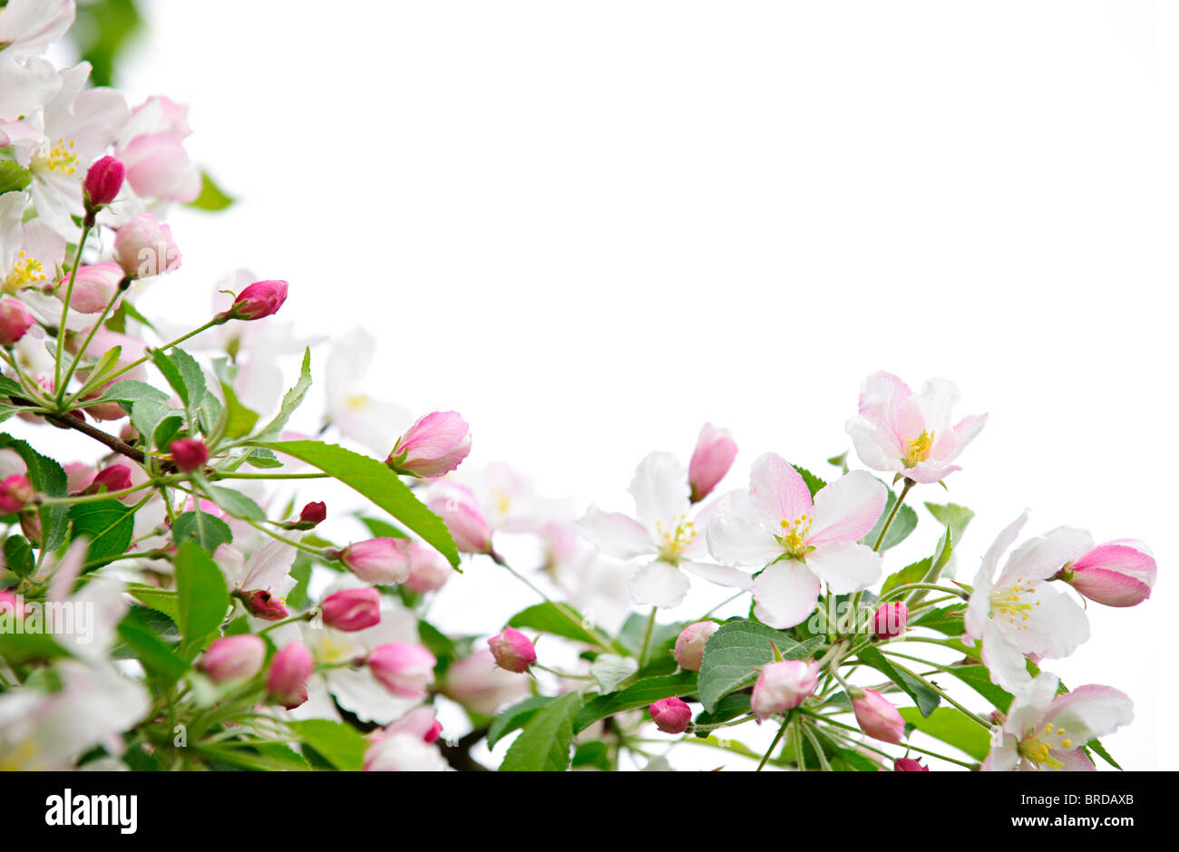Weiße und rosa Blüten an Apple Äste auf weißem Hintergrund Stockfoto