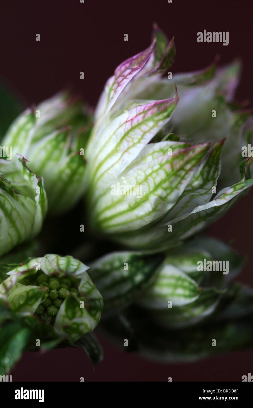 Astrantia große große Sterndolde blass weiße Blume Vene Closeup close-up Detail Makro Var Variante Sorte Stockfoto