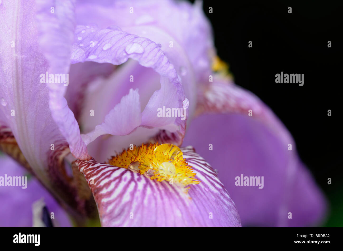 hohen Bartiris Nahaufnahme Makro Detail Büschel Haare wie Adern Stockfoto