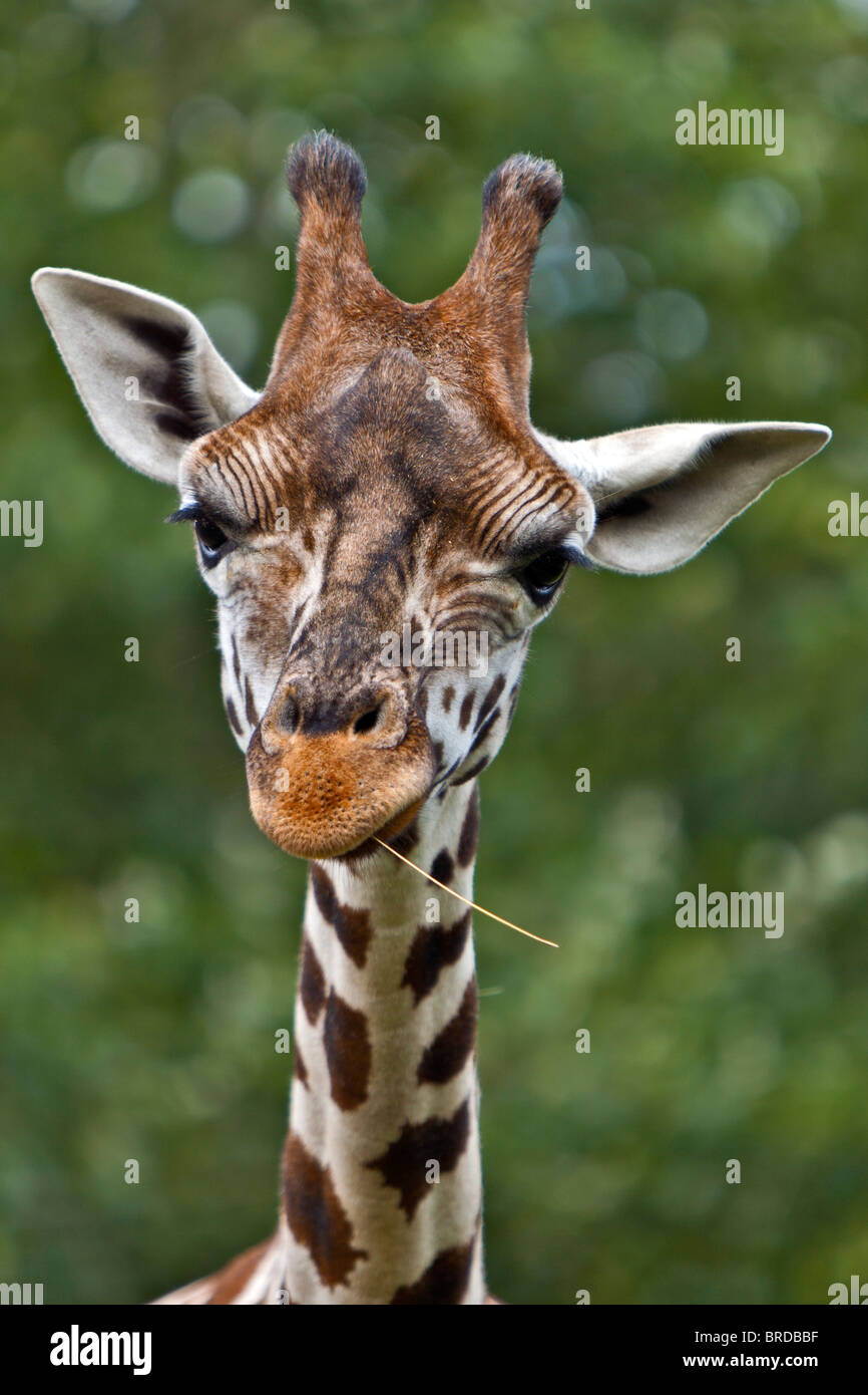 Kopf einer retikuliert Giraffe Kauen einen Stock Stockfoto